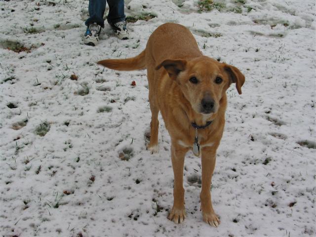 Snow Dog